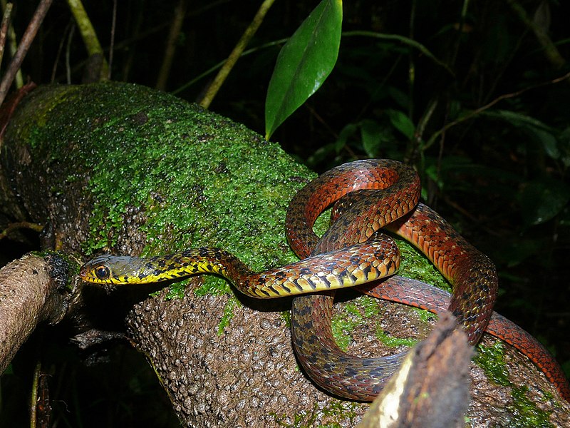 File:Speckle-bellied Keelback (Rhabdophis chrysargos) (7128138673).jpg