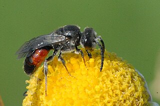 <i>Sphecodes monilicornis</i> species of insect