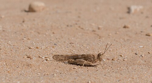 a Grasshopper (Sphingonotus rubescens) in Dghoumes national parc. I am nominating it for featured picture due to the details that we can extract from it.