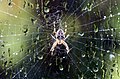 Spider in Rainstorm. Araneus diadematus - Flickr - gailhampshire.jpg