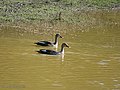 Spot billed Ducks I4 IMG 8680.jpg