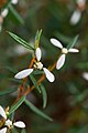 Spyridium Vexilliferum, Royal Tasmanian Botanical Gardens, Tasmania, Australia