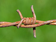 Barbed wire