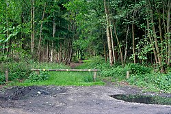 Stapleford Woods - geograph.org.uk - 439626.jpg