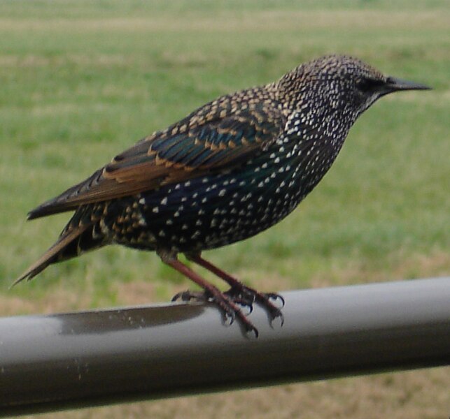 File:Starling-on-a-railing.jpg