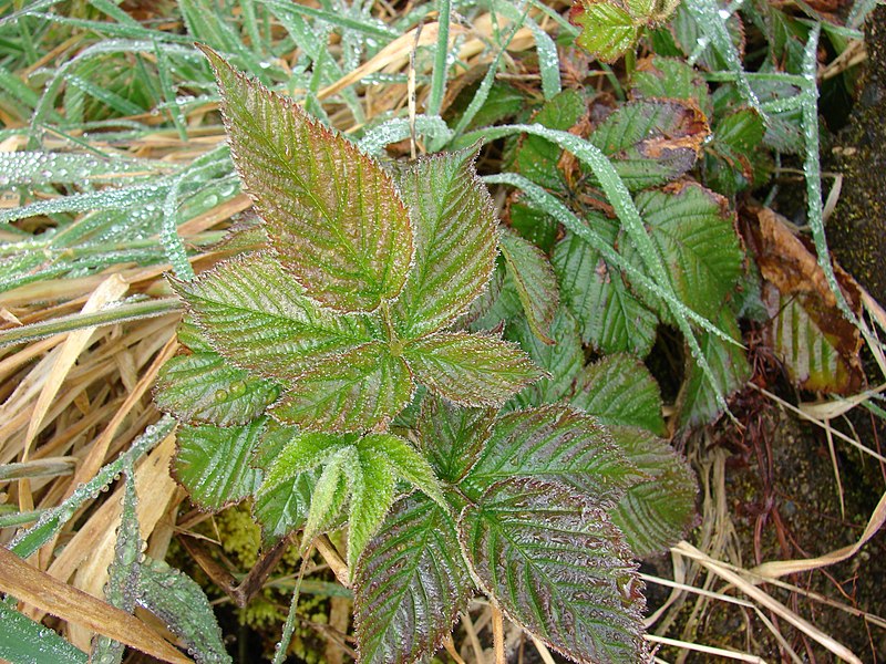 File:Starr-090413-5872-Rubus argutus-leaves-East Maui-Maui (24833562592).jpg