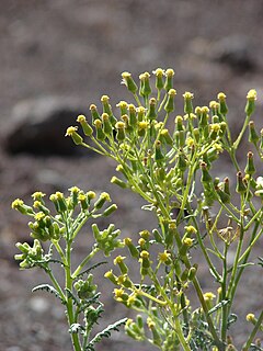 <i>Senecio sylvaticus</i> Species of flowering plant