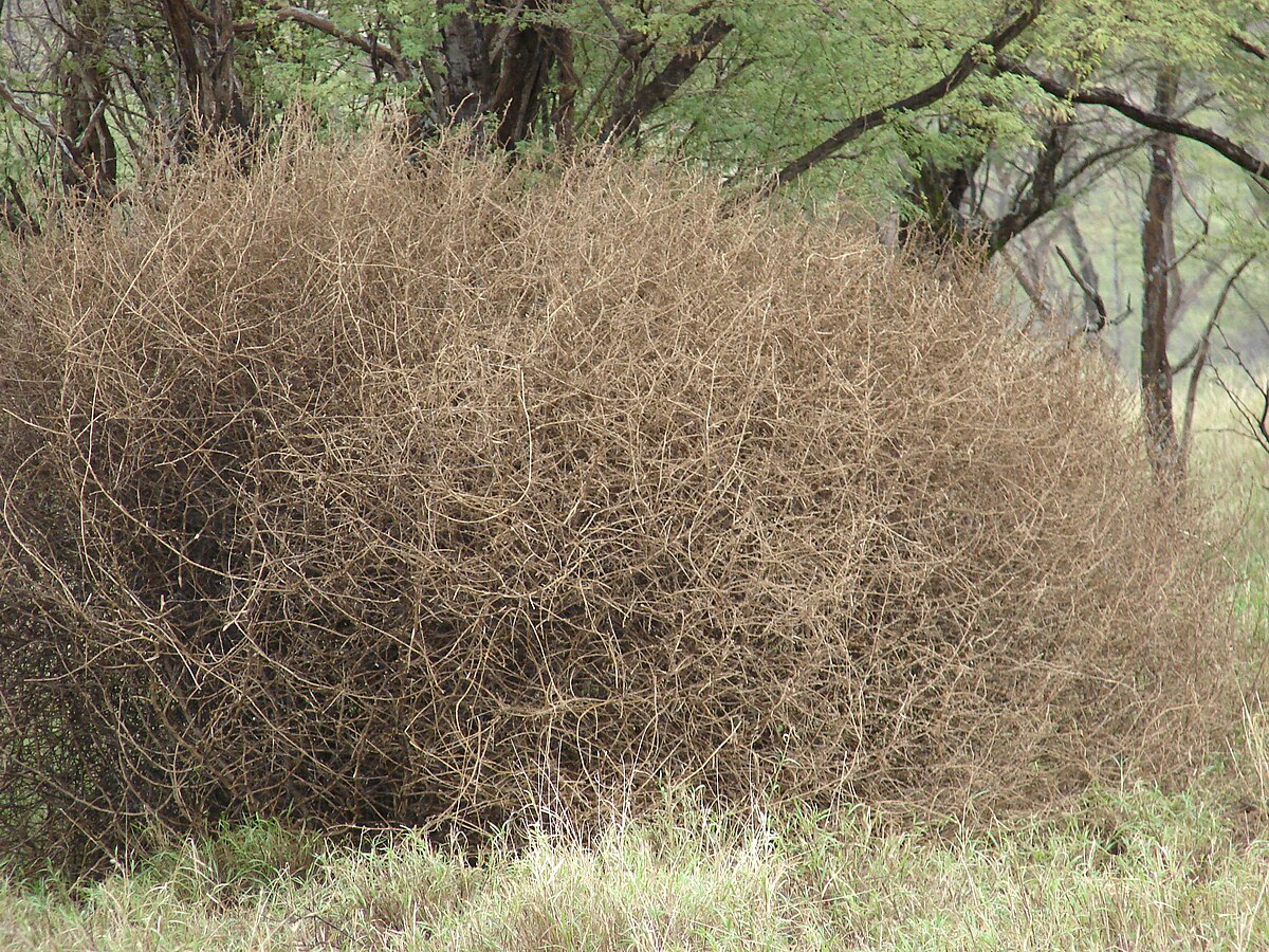 Everything You Ever Wanted to Know About Tumbleweeds