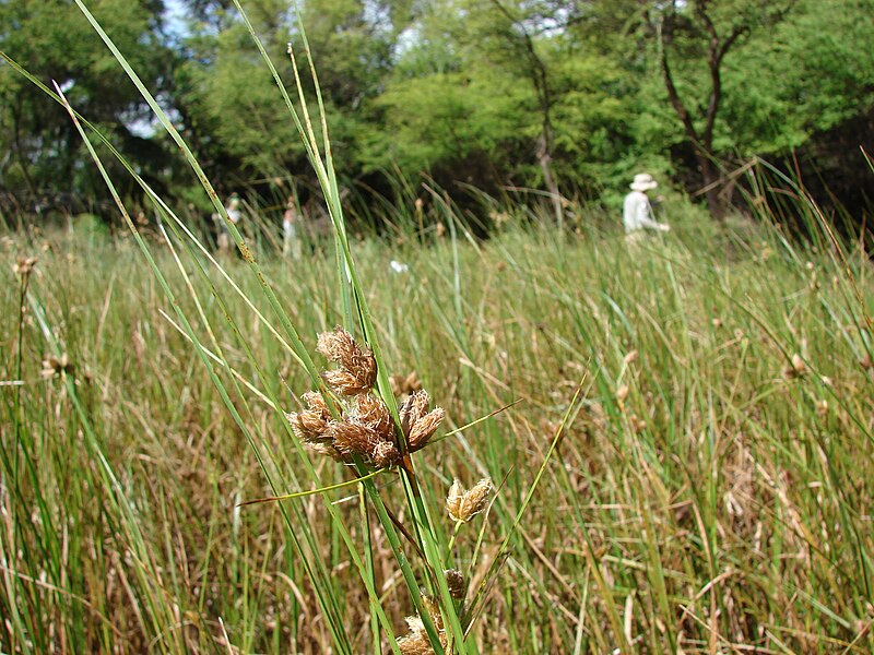 File:Starr 070413-6929 Bolboschoenus maritimus.jpg