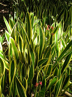 Starr 071024-8807 Sansevieria trifasciata.jpg