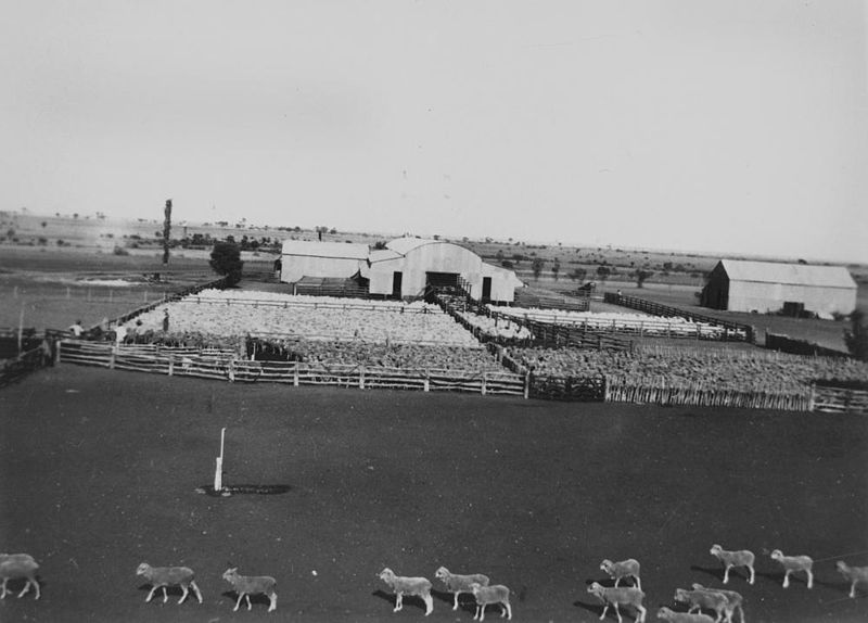File:StateLibQld 2 164675 Sheep in the stockyards in front of the Wellshot Station's shearing sheds, 1931.jpg