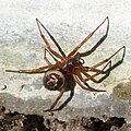 Steatoda nobilis