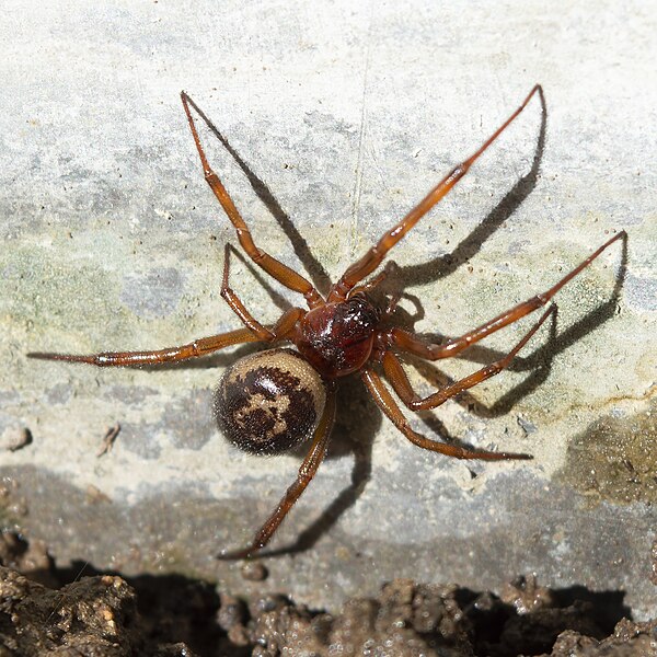 File:Steatoda nobilis, Nea Makri, Greece.jpg