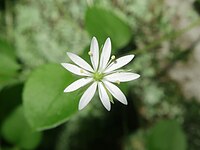 Stellaria uchiyamana