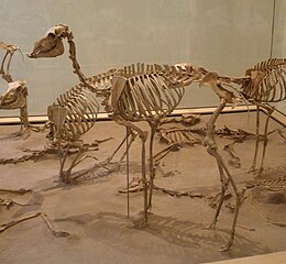 Reconstitution de squelettes de Stenomylus au Muséum américain d'histoire naturelle.