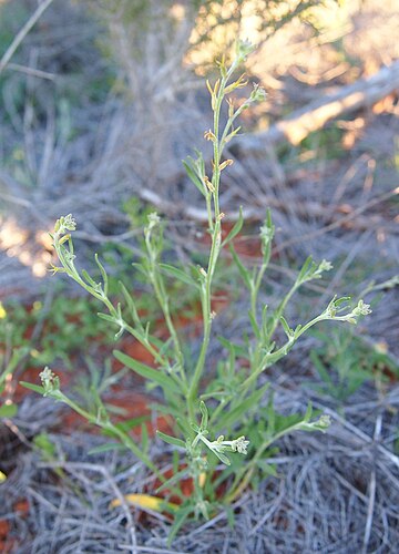 Stenopetalum decipiens