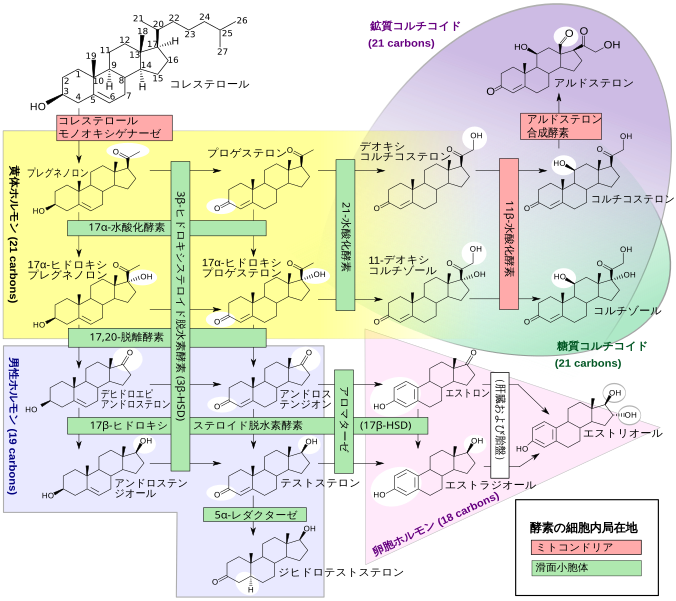 File:Steroidogenesis jp.svg