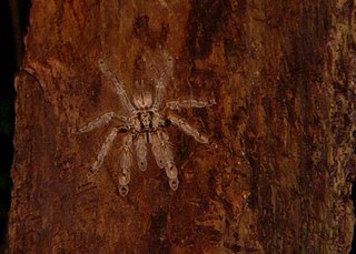 <i>Stromatopelma calceatum</i>