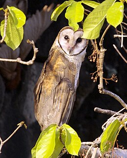 Sulawesi owl Q0S0008.jpg