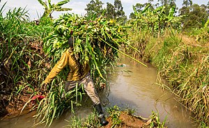 Ein Mann trägt abgeschnittene Pflanzenreste in einem Sumpf bei Kampala