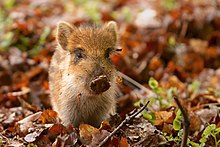 A baby wild boar in a pile of autumn leaves
