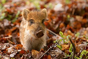 Marcassin (Sus scrofa) dans une réserve faunique aux Pays-Bas. (définition réelle 3 539 × 2 360)