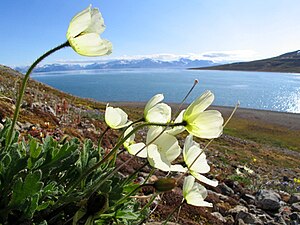 Spitsbergen: Historia, Clima, Naturaleza