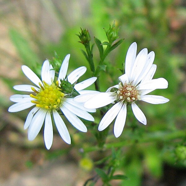 File:Symphyotrichum pilosum pringlei Tennessee (close).jpg