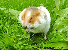 Syrian hamster filling his cheek pouches with Dandelion leaves cropped.jpg