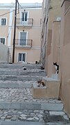 Սիրոս կատուները աստիճաններուն վրայ