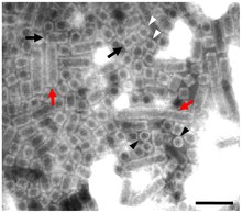 Abalone shriveling syndrome-associated virus particles are shown from the side view as long flexible/rigid rectangles (red arrows) and short rectangles (black arrows). The circles (black arrowheads) and cubes (white arrowheads) from the top view and side views, respectively, are all similar to typical hemocyanin architectures. Scale bar, 100 nm