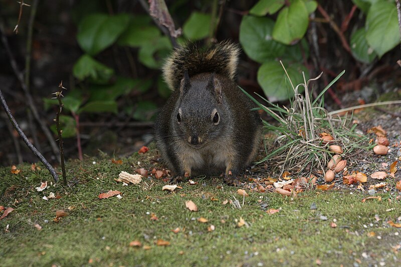 File:Tamiasciurus douglasii 4425.JPG