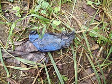 Dead blue-and-black tanager Tangara vassorii 32282127.jpg