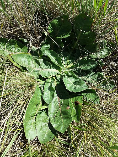 File:Taraxacum serotinum sl3.jpg