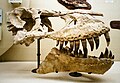 Tarbosaurus skull.