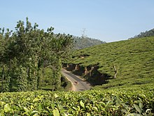 Tea plantation with road and trees.jpg