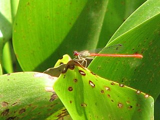 <i>Telebasis digiticollis</i> Species of damselfly