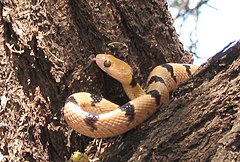 Кенийска котешка змия (T. semiannulatus)