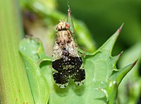   Female Tephritis formosa (Tephritidae)