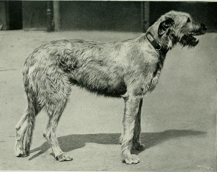 File:The complete book of the dog (1922) (20483416348).jpg