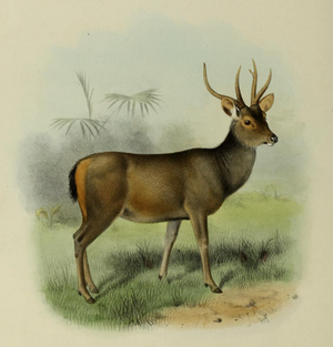 The deer of all lands (1898) Malayan sambar.png