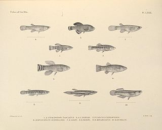 Arabian toothcarp Species of fish