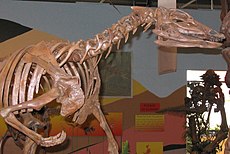 A Thescelosaurus feje és karjai a Rocky Mountain Dinosaur Resource Centerben