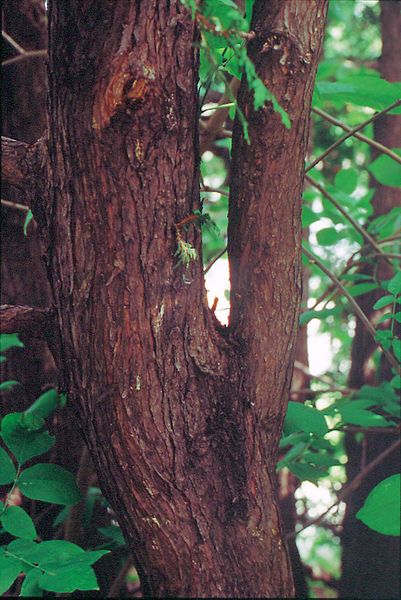 File:Thuja occidentalis trunk.jpg