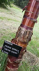 Close up of a Tibetan cherry tree in Emo Court Gardens Tibetan Cherry Tree.jpg