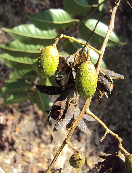 File:Toona ciliata 03.JPG