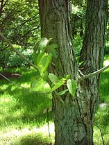 Populus lasiocarpa