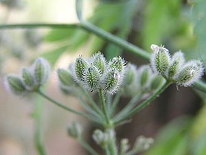 Fruit cluster of the burdock chervil (Torilis arvensis)