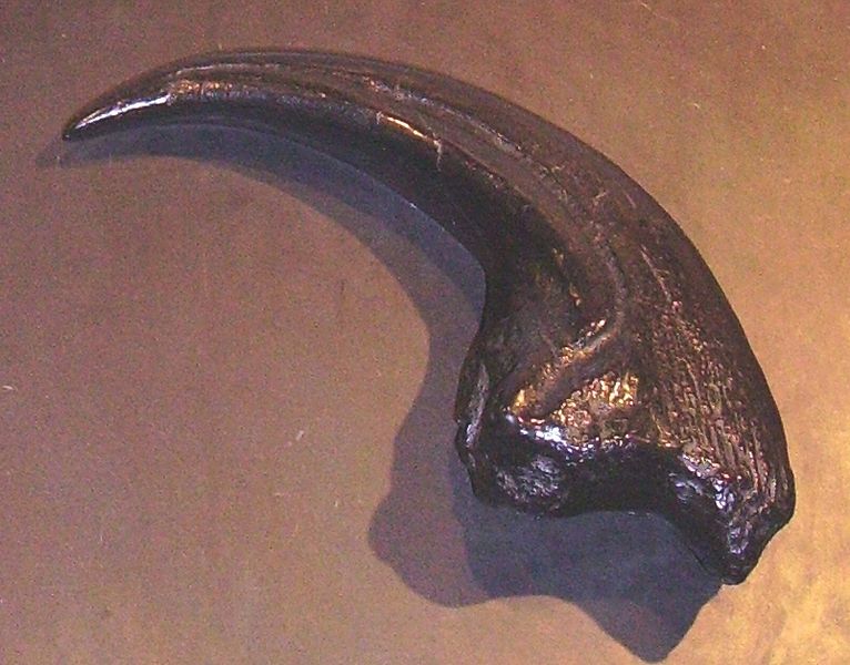 File:Torvosaurus claw NHM.jpg