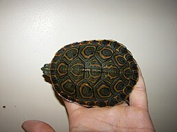 Trachemys emolli